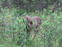Another moose!